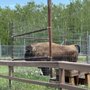 Photo of Yellowstone Wildlife Sanctuary