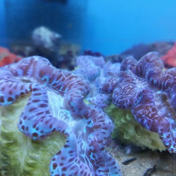 Vets Pets - Aquarium Services Near Me - El Cajon, California Vets Pets - Aquarium Services Near Me - El Cajon, California