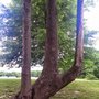 Photo of Oak Grove War Memorial Walking Trail Park