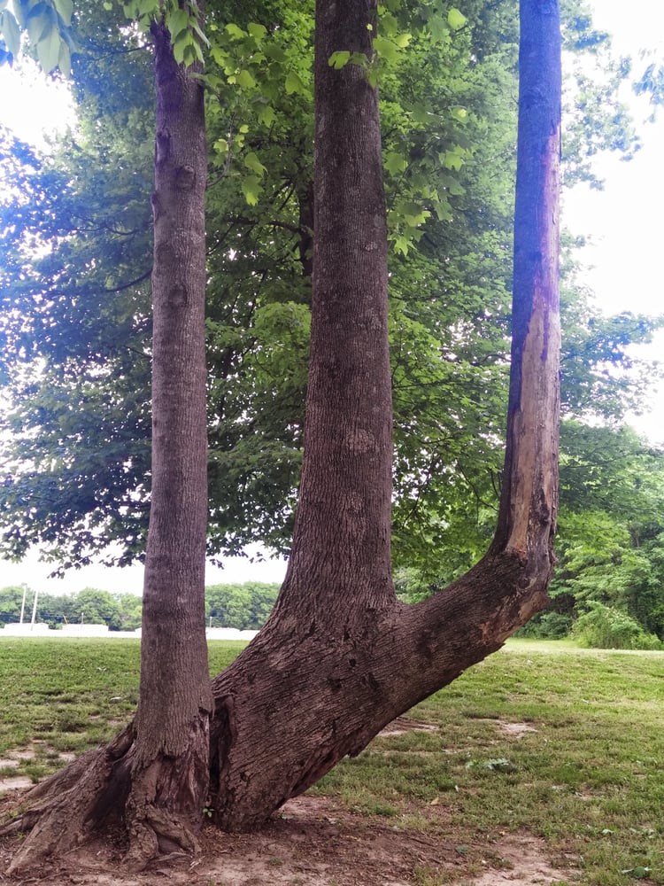 Oak Grove War Memorial Walking Trail Park Logo
