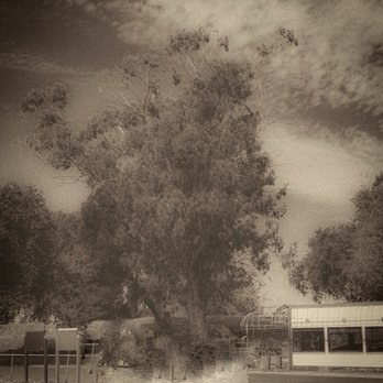 Memo’s Cuisine - Outside of the building with the guardian tree - Breakfast & Brunch Near Me - Isleton, California Memo’s Cuisine - Outside of the building with the guardian tree - Breakfast & Brunch Near Me - Isleton, California