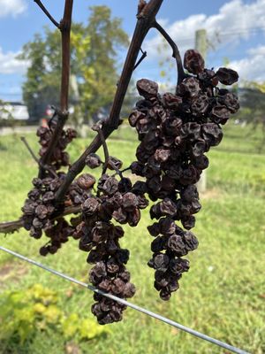 Saudé Creek Vineyards by null