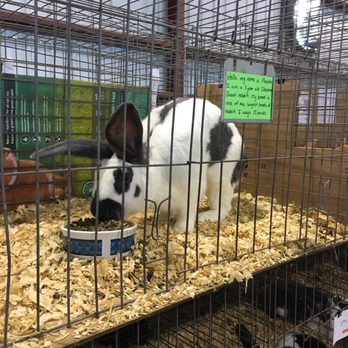 Durham Fair - breeds of rabbits I had never heard of before - Festivals Near Me - Durham, Connecticut Durham Fair - breeds of rabbits I had never heard of before - Festivals Near Me - Durham, Connecticut