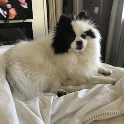 Candi Colored Poms - Panda