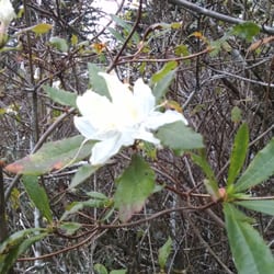 Azalea State Natural Reserve - Western azaleas even in the winter...
