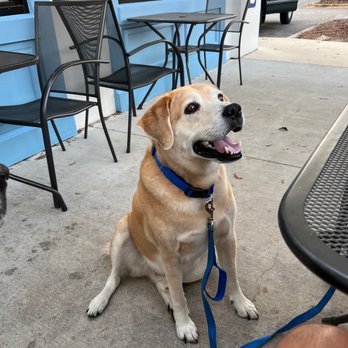 Parlor Doughnuts - Harry LOVES the doggie doughnuts - Coffee & Tea Near Me - Fruit Cove, Florida Parlor Doughnuts - Harry LOVES the doggie doughnuts - Coffee & Tea Near Me - Fruit Cove, Florida