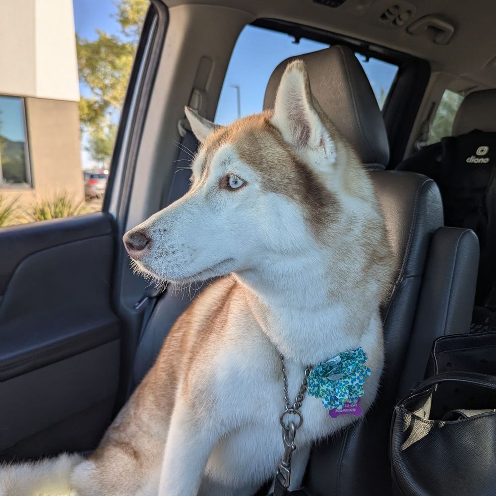 One Love Pet Parlor - Pet Groomers Near Me - Phoenix, Arizona One Love Pet Parlor - Pet Groomers Near Me - Phoenix, Arizona