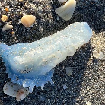PADL - North Beach Park - Not sure if it was jelly or fishing lures that washed up! - Beaches Near Me - Hollywood, Florida