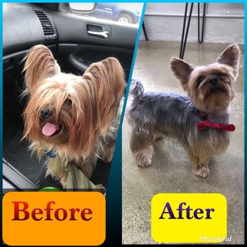 Bravado Dog Grooming - Pet Groomers Near Me - Austin, Texas