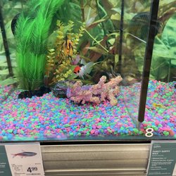 PetSmart Doggie Day Camp - No correct price card here, the staff and store deputy manager ask for 34.99 because they "think" this fish is big. This is RED&White ORANDA