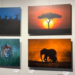 Bradley Print & Photo - Jason Bradley's Africa exhibit at his Gallery in Pacific Grove.