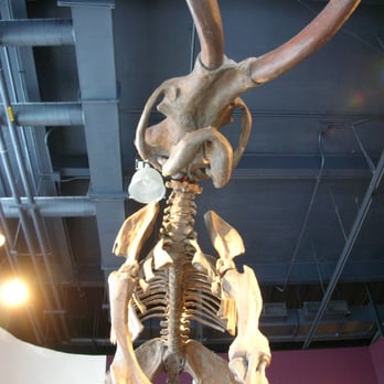 Kenosha Public Museum - Kenosha's & the World's Largest Mammoth Ever Excavated - Museums Near Me - Kenosha, Wisconsin Kenosha Public Museum - Kenosha's & the World's Largest Mammoth Ever Excavated - Museums Near Me - Kenosha, Wisconsin