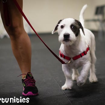 What a Great Dog! Training Center - Having fun in Pet Manners 1 class! - Pet Training Near Me - Richardson, Texas What a Great Dog! Training Center - Having fun in Pet Manners 1 class! - Pet Training Near Me - Richardson, Texas