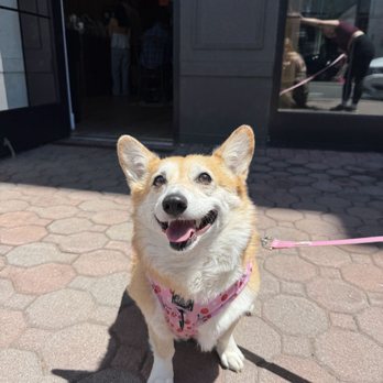 Aura Coffee Roasters - New friend Ruby! - Coffee & Tea Near Me - Cranford, New Jersey