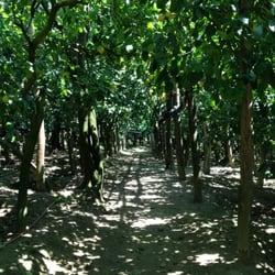 Coop. Agricola LE Colline di Sorrento - Lemon trees