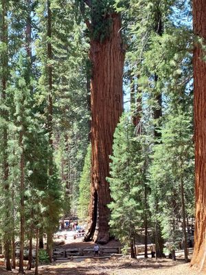 General Sherman Tree by null
