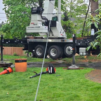 Simkins Tree Service - And the grass was fine after! - Tree Services Near Me - Holliston, Massachusetts