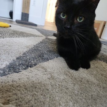 Barkhaus Petsitters - Photo sent to me by Alyssa when she was playing with him - Pet Sitting Near Me
