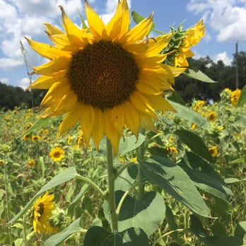 Sunflowers On the Ranch - Attraction Farms Near Me - Plant City, Florida Sunflowers On the Ranch - Attraction Farms Near Me - Plant City, Florida