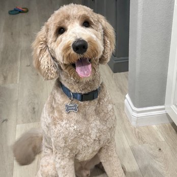 PetSmart - Looking his best after a visit. - Pet Stores Near Me - Westlake Village, California PetSmart - Looking his best after a visit. - Pet Stores Near Me - Westlake Village, California