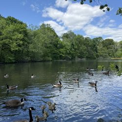 Old Putnam Trail - Ducks