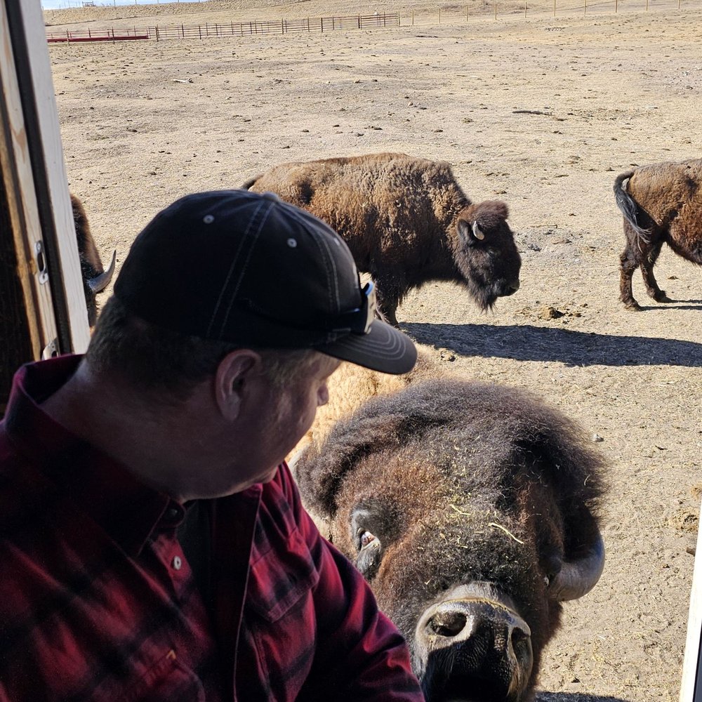 Terry Bison Ranch Resort - Feeding time for the big guys! - Venues & Event Spaces Near Me - Cheyenne, Wyoming