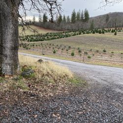 Green Ridge Tree Farm - Tree farm