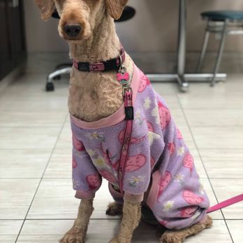 Centre Street Veterinary Clinic - Veterinarians Near Me - Calgary, Alberta Centre Street Veterinary Clinic - Veterinarians Near Me - Calgary, Alberta