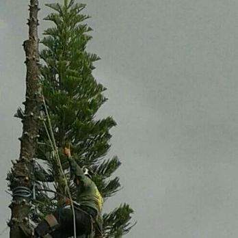 It's More Than Just Trees - To the tops I go using proper rigging equipment to piece down those hard to do trees insuring a safe and productive Tree removal. - Tree Services Near Me It's More Than Just Trees - To the tops I go using proper rigging equipment to piece down those hard to do trees insuring a safe and productive Tree removal. - Tree Services Near Me