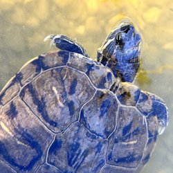 Hello Mr. Turtle
