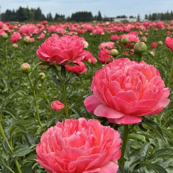 Adelman Peony Gardens - Nurseries & Gardening Near Me - Salem, Oregon