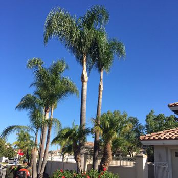 Melendez Tree Service - 20 ft  Palm Trees - Tree Services Near Me - Corona, California