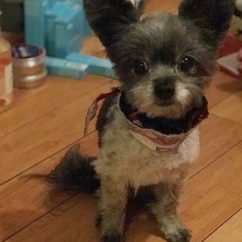 Groomingdales - Pet Groomers Near Me - Glendale, California