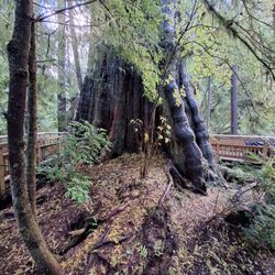 Cedar Wetlands Preserve Hiking Trail - Old growth cedar tree