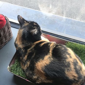 Crazy Cat Café - Cat at our feet. People watching. - Cafes Near Me - Milan, Michigan