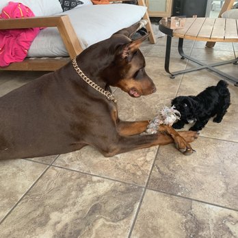 Bonne Terre Dobermans - Pet Training Near Me - Bastrop, Texas Bonne Terre Dobermans - Pet Training Near Me - Bastrop, Texas