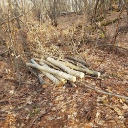 Dismal Brook Wildlife Preserve