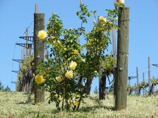 Storybook Mountain Winery by null