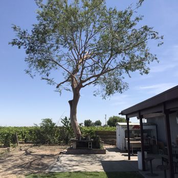 D Pro Tree Service - After - Tree Services Near Me - Fresno, California