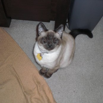 Tiny's Place Luxury Cat Boarding - Ritchie - Pet Boarding Near Me - Vancouver, Washington Tiny's Place Luxury Cat Boarding - Ritchie - Pet Boarding Near Me - Vancouver, Washington