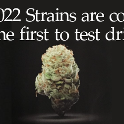 Boreal Cannabis