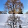 Photo of Central Tree