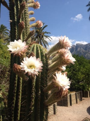 MUCBO | Jardí Botànic de Sóller by null