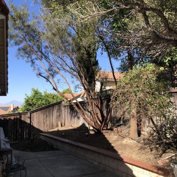 Bernabe Tree Service - After - Tree Services Near Me - Riverside, California