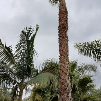 Luis's Tree Service - Tree Services Near Me