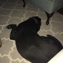 Photo of Olivette Veterinary Clinic