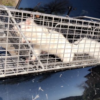 Vexcon - White mouse found living in an attic. - Pest Control Near Me - Benton, Louisiana Vexcon - White mouse found living in an attic. - Pest Control Near Me - Benton, Louisiana