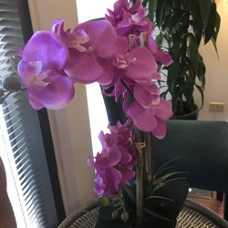 Beautiful flower inside FSH
