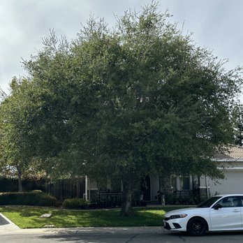 Atlas Quality Tree Care - (Before) Client wants the crown to be raised - Tree Services Near Me Atlas Quality Tree Care - (Before) Client wants the crown to be raised - Tree Services Near Me