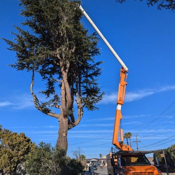 Ortiz Tree Service - Tree Services Near Me Ortiz Tree Service - Tree Services Near Me